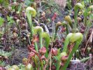 PICTURES/Oregon Coast Road - Darlingtonia Nature Site/t_IMG_6348.jpg